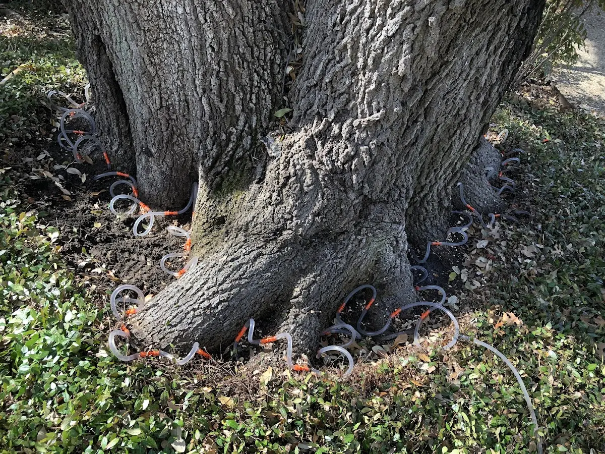 Detailed Tree Cabling and Bracing job site in Sterling